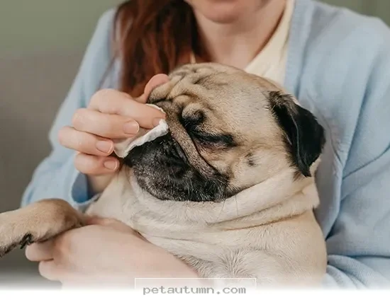Easy Ways to Keep Your Home Fresh and Pet Odor Free in 2026