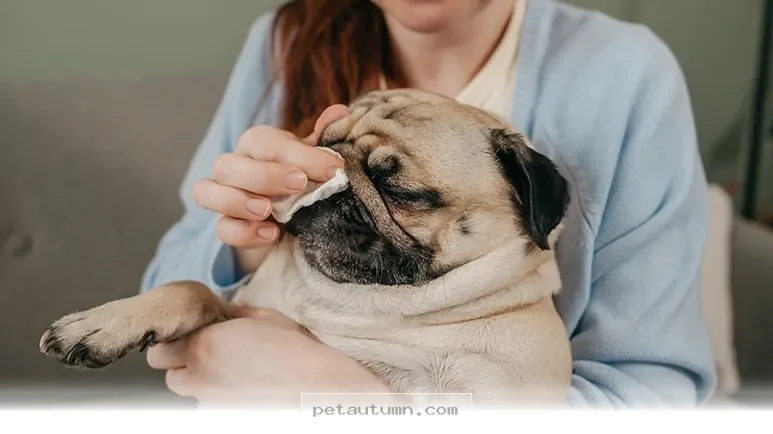 Easy Ways to Keep Your Home Fresh and Pet Odor Free in 2026