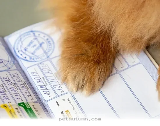 Essential 2026 Pet Care Tips Every Loving American Owner Should Know