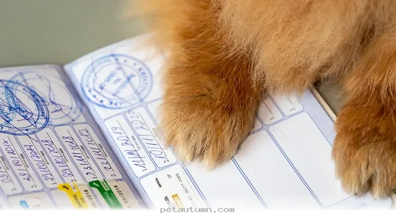Essential 2026 Pet Care Tips Every Loving American Owner Should Know