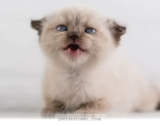 Essential Tips for Your 10 First Days With a New Kitten in 2026