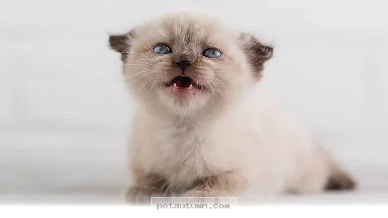 Essential Tips for Your 10 First Days With a New Kitten in 2026