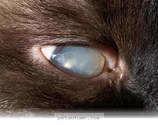 Essential Tips to Protect Your Pet's Vision Throughout 2026