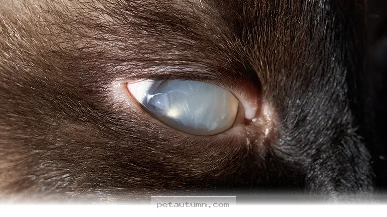 Essential Tips to Protect Your Pet’s Vision Throughout 2026