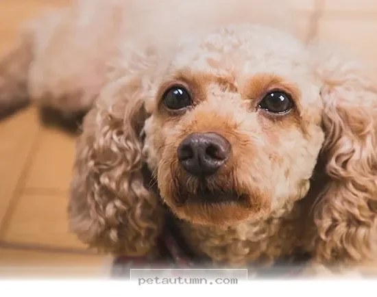 Essential Ways to Understand Your Pet Better in 2026