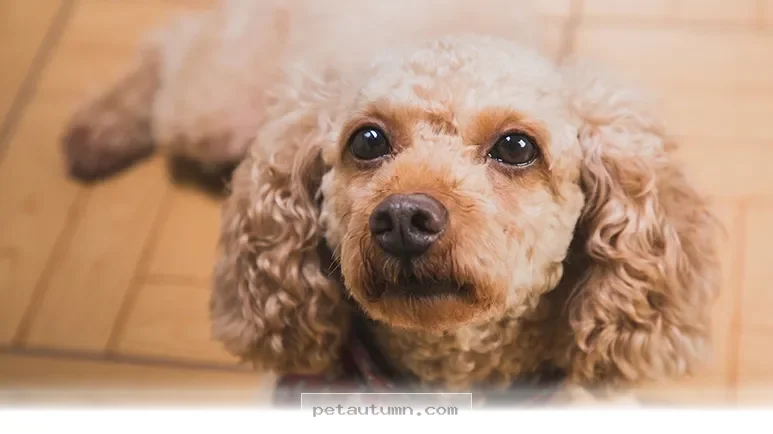 Essential Ways to Understand Your Pet Better in 2026