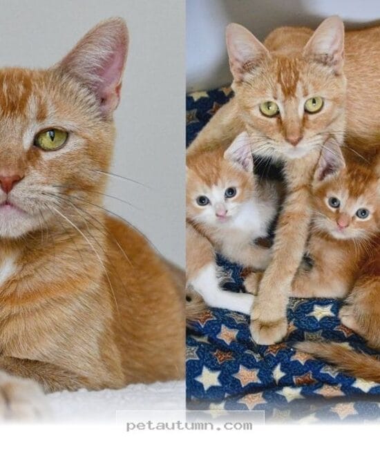 Finding A Loving Forever Home For A Rare Female Orange Cat In 2026