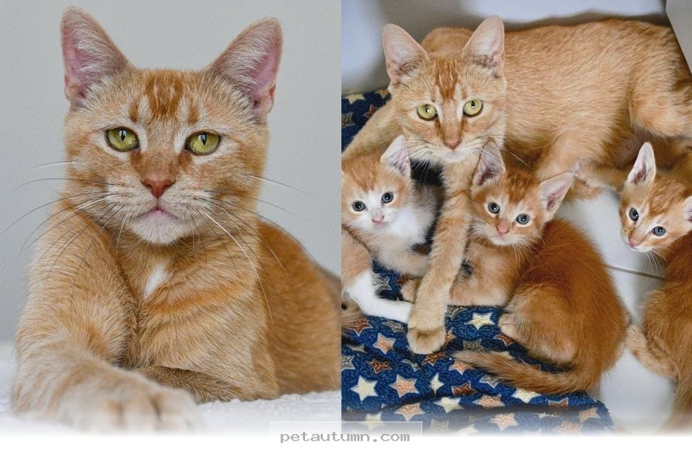 Finding A Loving Forever Home For A Rare Female Orange Cat In 2026