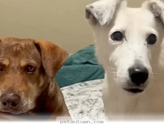 Finding a Loving Home for a Shelter Pet After 1 Long Year in 2026