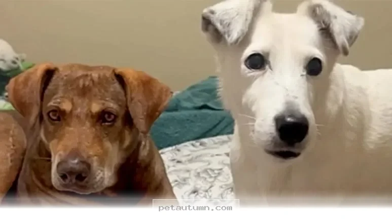 Finding a Loving Home for a Shelter Pet After 1 Long Year in 2026