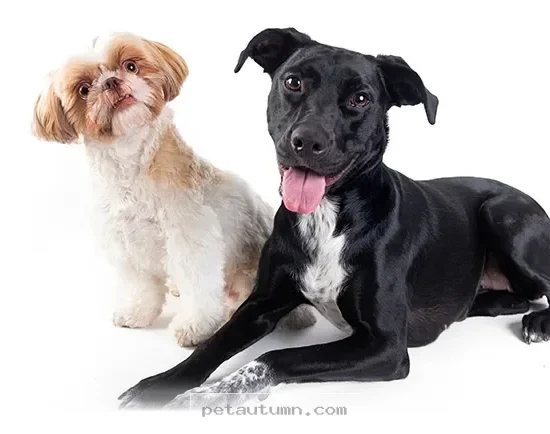Health Insights for Your Dog From a 2026 Study of 90,000 Pet Records