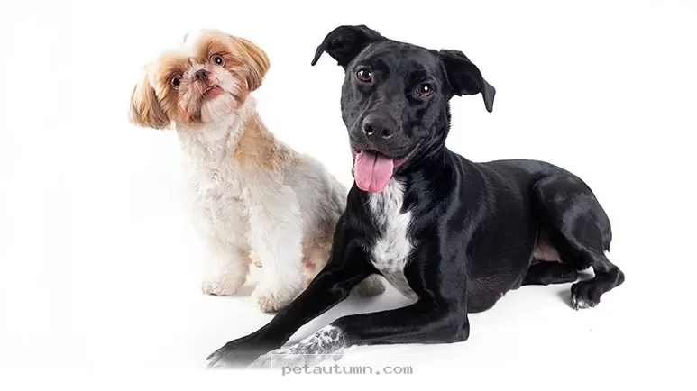 Health Insights for Your Dog From a 2026 Study of 90,000 Pet Records