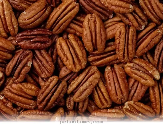 Healthy Snack Guide 5 Reasons Your Pet Loves Crunchy Treats in 2026