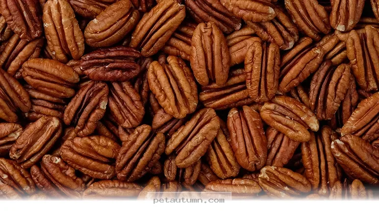 Healthy Snack Guide 5 Reasons Your Pet Loves Crunchy Treats in 2026