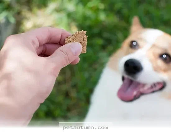 Help Your Dog Beat Yeast and Allergies With 5 Simple Frozen Treats 2026