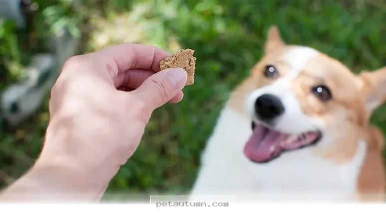 Help Your Dog Beat Yeast and Allergies With 5 Simple Frozen Treats 2026