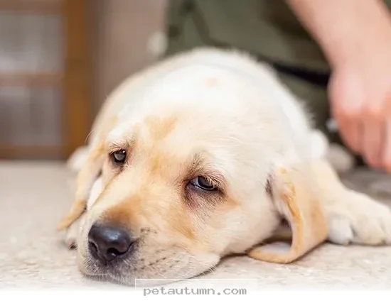 Helpful Health Tips for Your Beloved Pets to Keep Them Safe in 2026