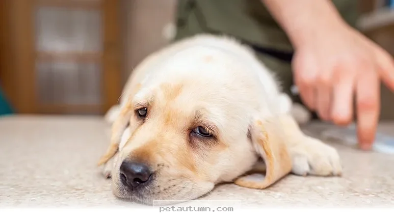 Helpful Health Tips for Your Beloved Pets to Keep Them Safe in 2026
