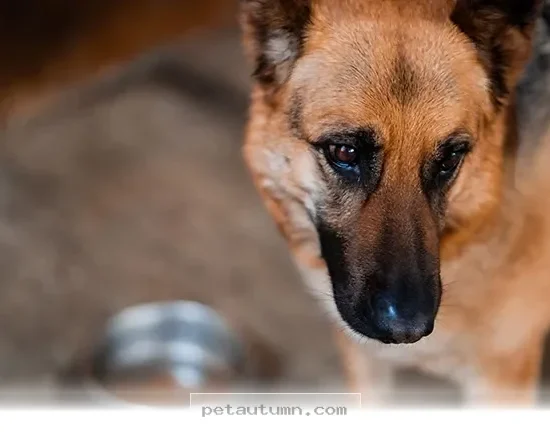 Helpful Tips for Navigating 5 Pet Food Recalls to Watch in 2026