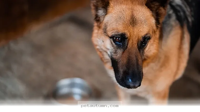 Helpful Tips for Navigating 5 Pet Food Recalls to Watch in 2026