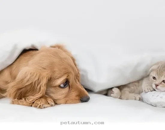 Helpful Ways to Recognize Your Pet Is Experiencing Pain in 2026