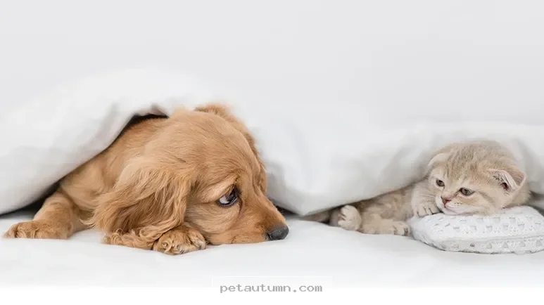 Helpful Ways to Recognize Your Pet Is Experiencing Pain in 2026
