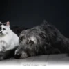 Helping Your 4 Pet Friends Cope With Grief and Loss During 2026