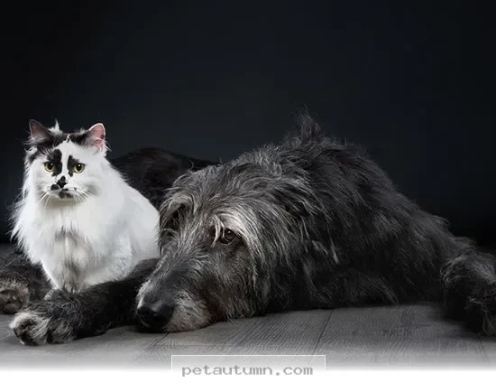 Helping Your 4 Pet Friends Cope With Grief and Loss During 2026