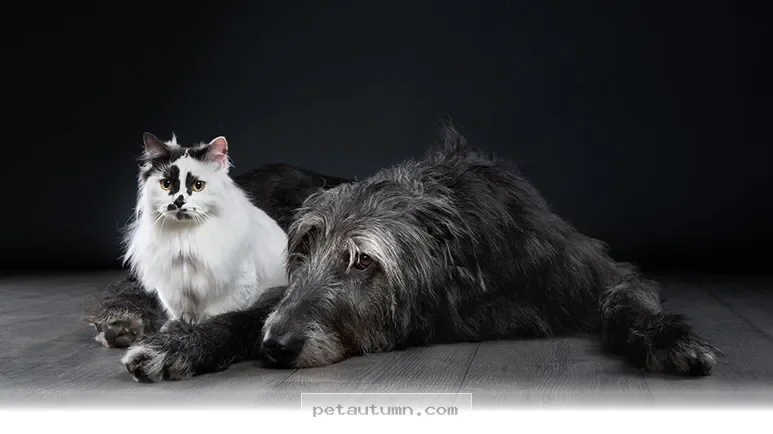 Helping Your 4 Pet Friends Cope With Grief and Loss During 2026
