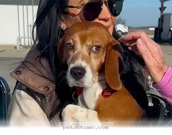 Helping Your Beagle Master 5 Essential Skills for a Happy 2026 Life