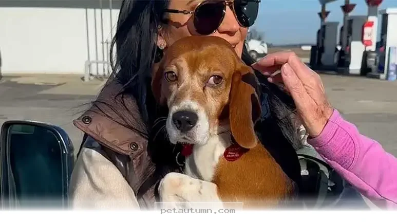 Helping Your Beagle Master 5 Essential Skills for a Happy 2026 Life