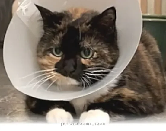 Helping Your Cat Feel Better With 5 Recovery Tips for 2026