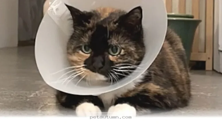 Helping Your Cat Feel Better With 5 Recovery Tips for 2026