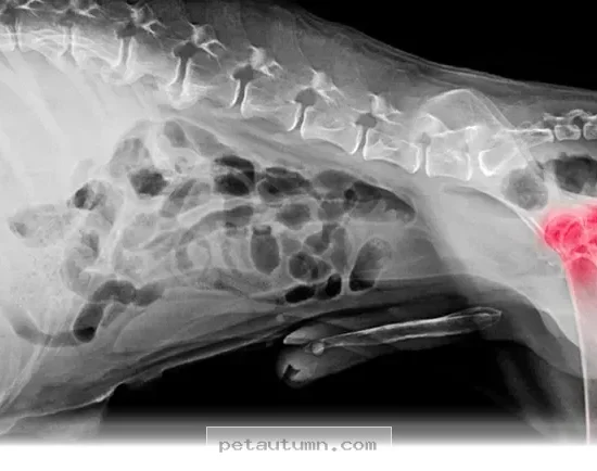 Helping Your Pet Live a Happy Life With a 2026 Diagnosis Guide