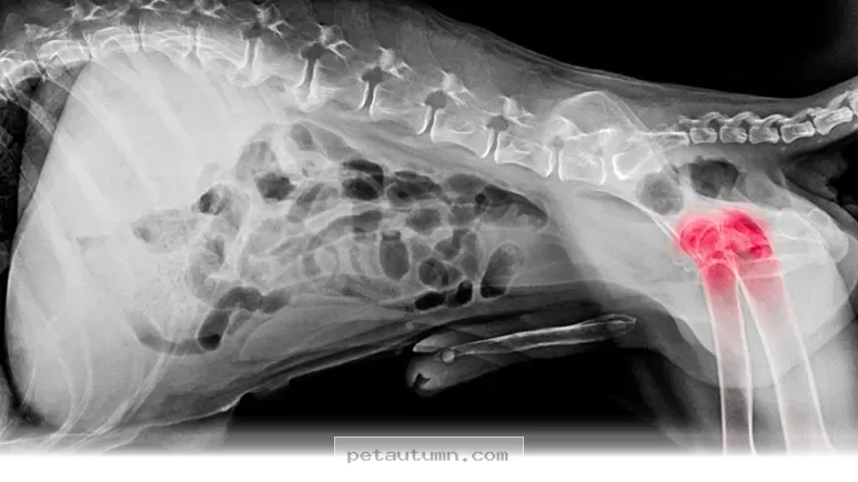 Helping Your Pet Live a Happy Life With a 2026 Diagnosis Guide