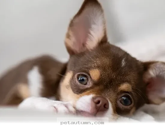 Helping Your Pets Cope With 7 Hidden Noise Hazards in Your 2026 Home