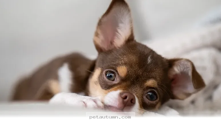 Helping Your Pets Cope With 7 Hidden Noise Hazards in Your 2026 Home