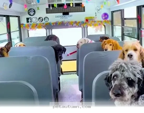 How 1 Dog Walker Upgraded to a Larger Van for Pet Safety in 2026
