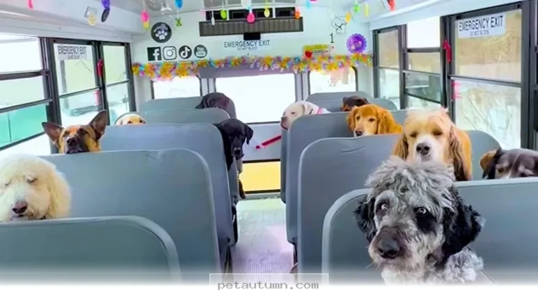 How 1 Dog Walker Upgraded to a Larger Van for Pet Safety in 2026