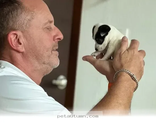 How 1 Miracle Puppy Defied All Odds to Thrive in Your Home by 2026