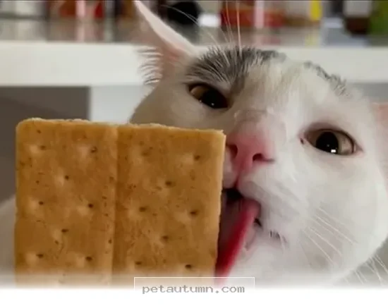 How 1 Playful Kitty Brought Endless Joy To Our Home Throughout 2026