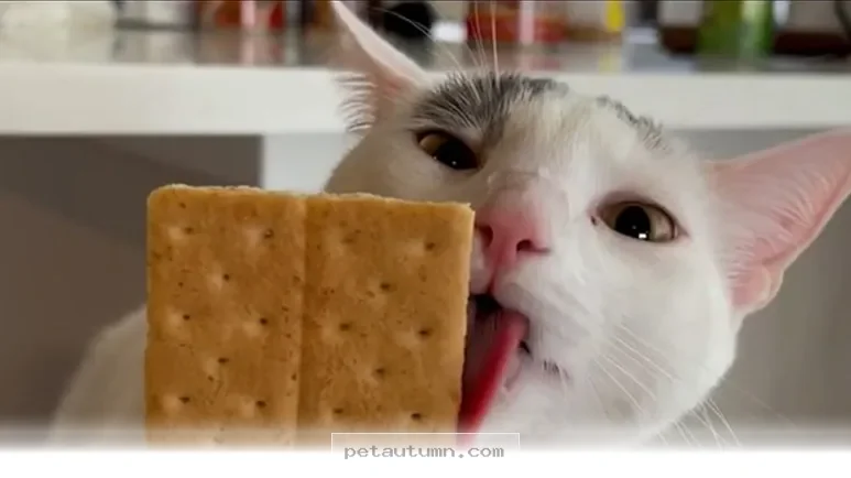 How 1 Playful Kitty Brought Endless Joy To Our Home Throughout 2026