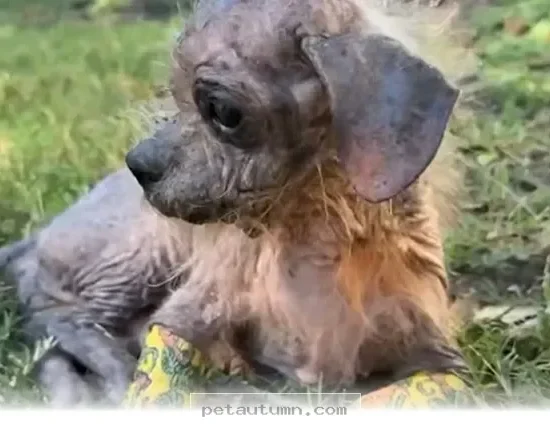 How 1 Small Dog Made an Amazing Recovery in 2026 for Pet Parents