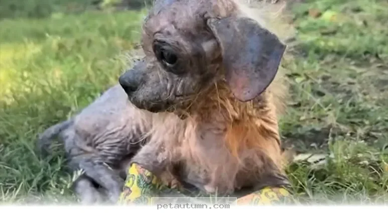 How 1 Small Dog Made an Amazing Recovery in 2026 for Pet Parents