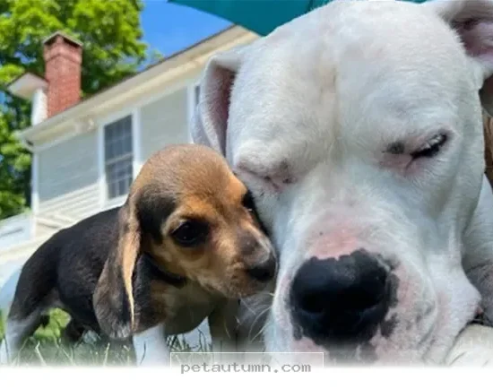How 1 Special Deaf Dog Is Raising a Happy Litter of Puppies in 2026