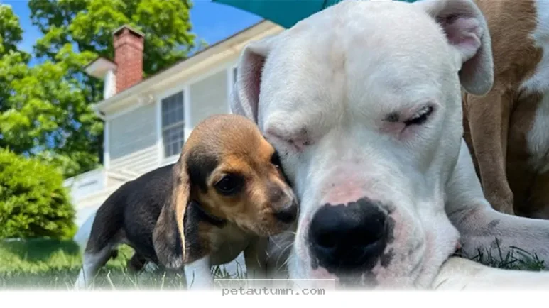 How 1 Special Deaf Dog Is Raising a Happy Litter of Puppies in 2026