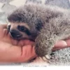 How 1 Tiny Rescue Sloth Captured Everyone's Hearts During 2026