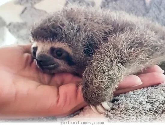 How 1 Tiny Rescue Sloth Captured Everyone's Hearts During 2026
