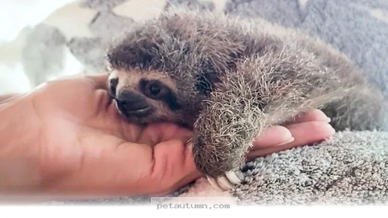 How 1 Tiny Rescue Sloth Captured Everyone's Hearts During 2026