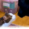 How 2 Furry Friends Became Best Buddies in Our Home During 2026